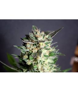 Diesel glue  X3 Kannabia Seeds