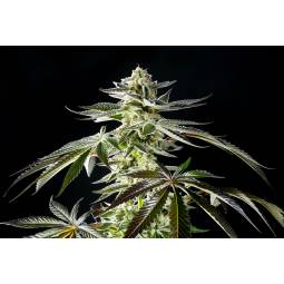 Apple and Bananas x5...