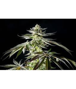 Apple & Bananas x10 Kannabia