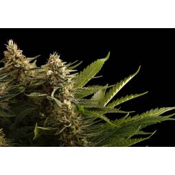 Colombian Jack  X3 Kannabia...