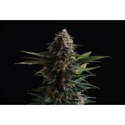 Candy Cream GO FAST  X10...