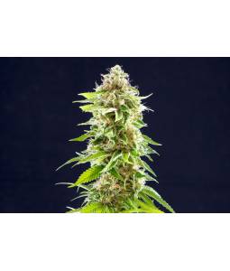 Cookies Haze  X3 Kannabia...