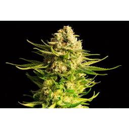 Indica Cream  X5 Kannabia...