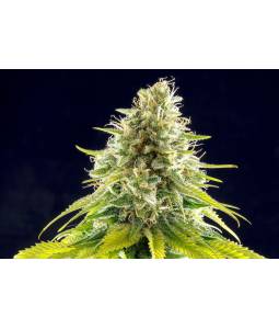 Mataro Blue  X5 Kannabia Seeds