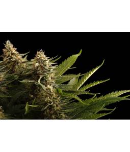 Colombian Jack  X5 Kannabia...