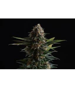 Candy Cream GO FAST X3...