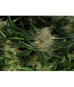 Dream Sherbert Auto x5 Kannabia