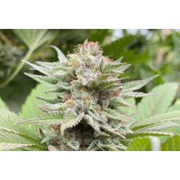 Strawberry Haze Auto x5...