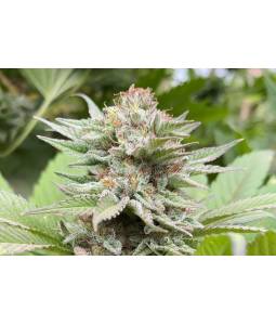 Strawberry Haze Auto x5...