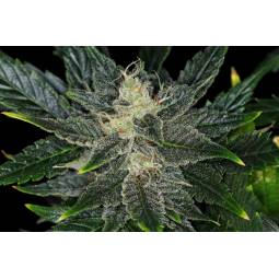 Gorilla King Auto x5 Kannabia