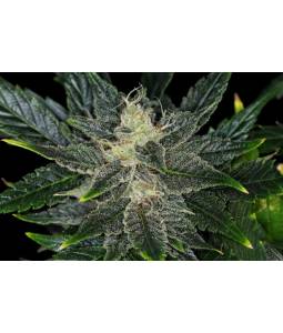 Gorilla King Auto x5 Kannabia