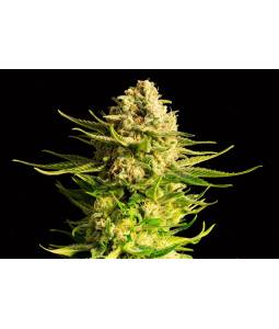 Indica Cream  X10 Kannabia...