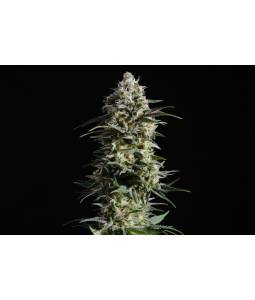 Pure Skunk GO FAST x5 Kannabia