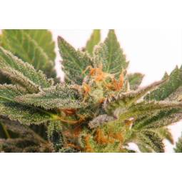Kritic Auto  X5 Kannabia Seeds