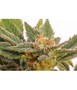 Gorilla King Auto x3 Kannabia