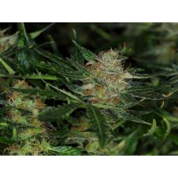 Dream Sherbert Auto x3...
