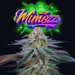 MIMOZZ  X6 Perfect Tree Seeds