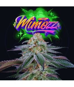 MIMOZZ  X6 Perfect Tree Seeds