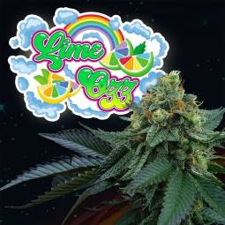 LIME OZZ X6 Perfect Tree Seeds