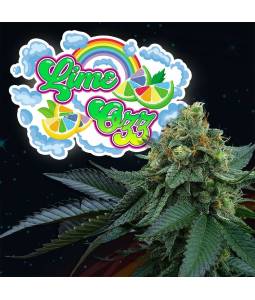 LIME OZZ X6 Perfect Tree Seeds