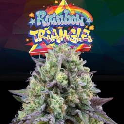 RAINBOW TRIANGLE x6 Perfect...