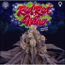 RED RED WINE X6 Perfect...