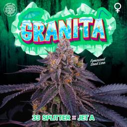 GRANITA X6 Perfect Tree Seeds