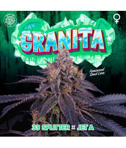 GRANITA X6 Perfect Tree Seeds