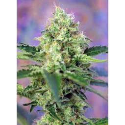 Crystal Candy ® X5 Sweet Seeds