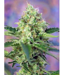 Crystal Candy ® X5 Sweet Seeds