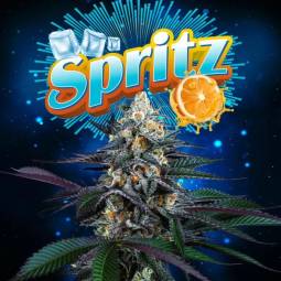 SPRITZ  X6 Perfect Tree Seeds