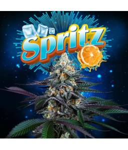 SPRITZ  X6 Perfect Tree Seeds