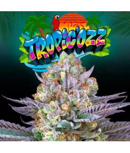 TROPIC'OZ X6 Perfect Tree...