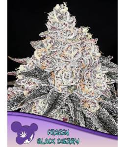 FROZEN BLACK CHERRY X5...