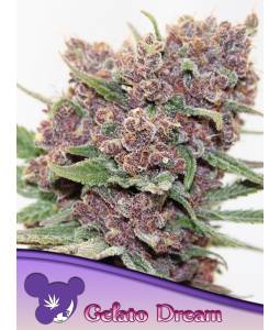 GELATO DREAM X5 Anesia Seeds