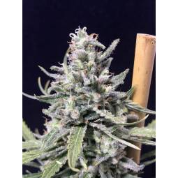 Thunderstorm Auto X3 R-Kiem...