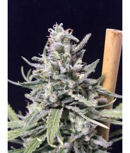 Thunderstorm Auto X3 R-Kiem...