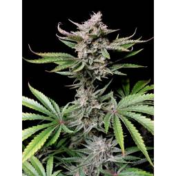 Cherry Cola Auto X3...