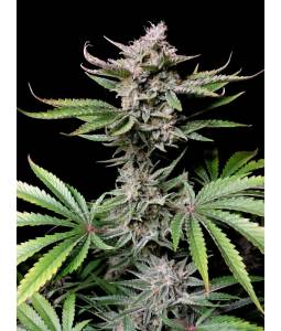 Cherry Cola Auto X3...