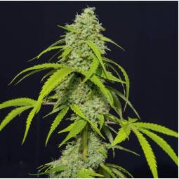 Orange Kush Auto X3 Eva Seeds