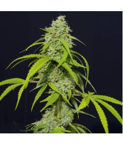 Orange Kush Auto X3 Eva Seeds