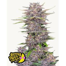 Banana Purple Punch Auto X5...