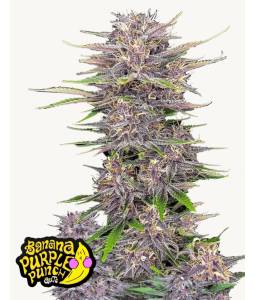 Banana Purple Punch Auto X5...