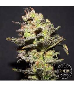 Icer X3 R-Kiem Seeds