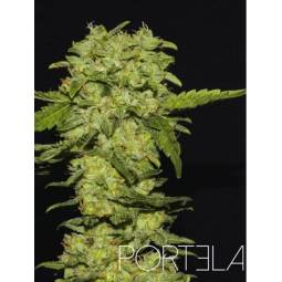 Portela X3 R-Kiem Seeds