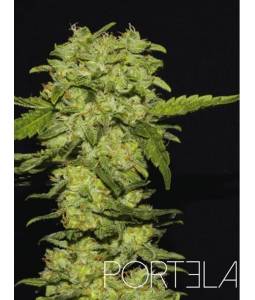 Portela X3 R-Kiem Seeds