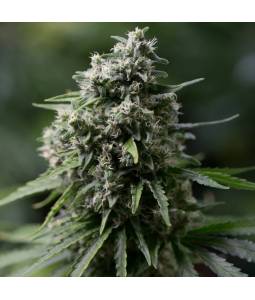 Critical + 2.0 x3 Silentseeds