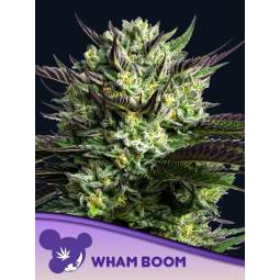 Wham Boom X X5 Anesia Seeds