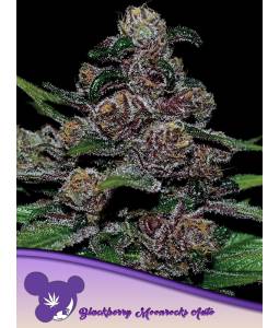 Blackberry Moonrocks Auto...