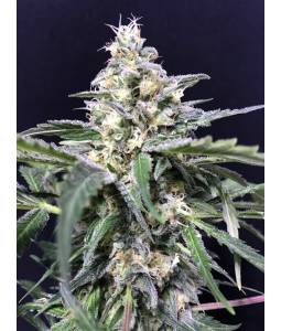 Amazon Haze Auto X3 R-Kiem...